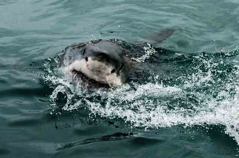 Tiburón Blanco - Gansbaai - Sudáfrica 3.jpg